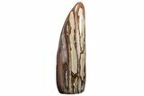 Free-Standing, Polished Petrified Wood - Madagascar #214837-1